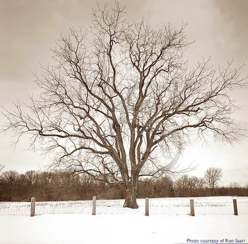 oakTreeWestWindsorNJ ron saari